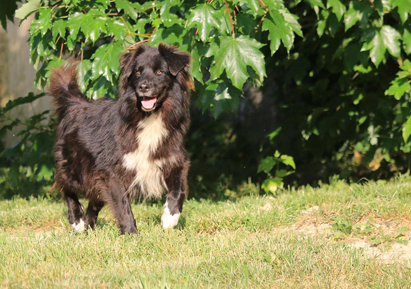 Vente de chiot Saint-Just-Sauvage